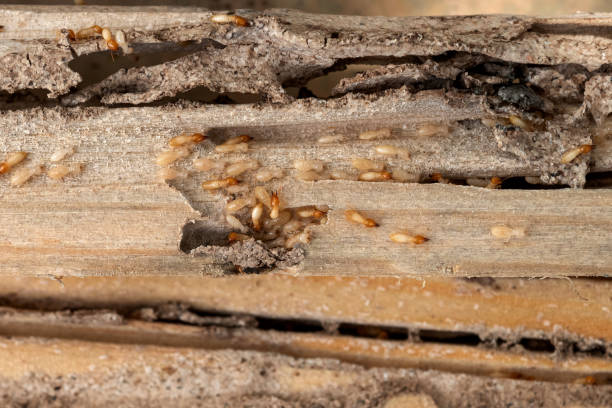 Best Affordable Exterminators  in Abbeville, GA